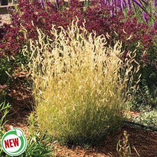 Zig Zag Blue Grama Grass Thumbnail